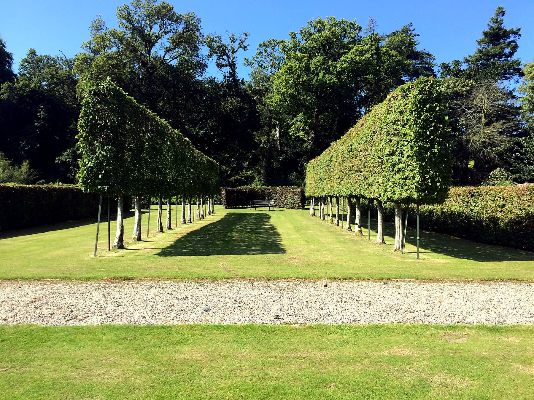 Double avenue of pleached lime trees clipped above white trunks in the formal gardens at Mount Stuart, Isle of Bute