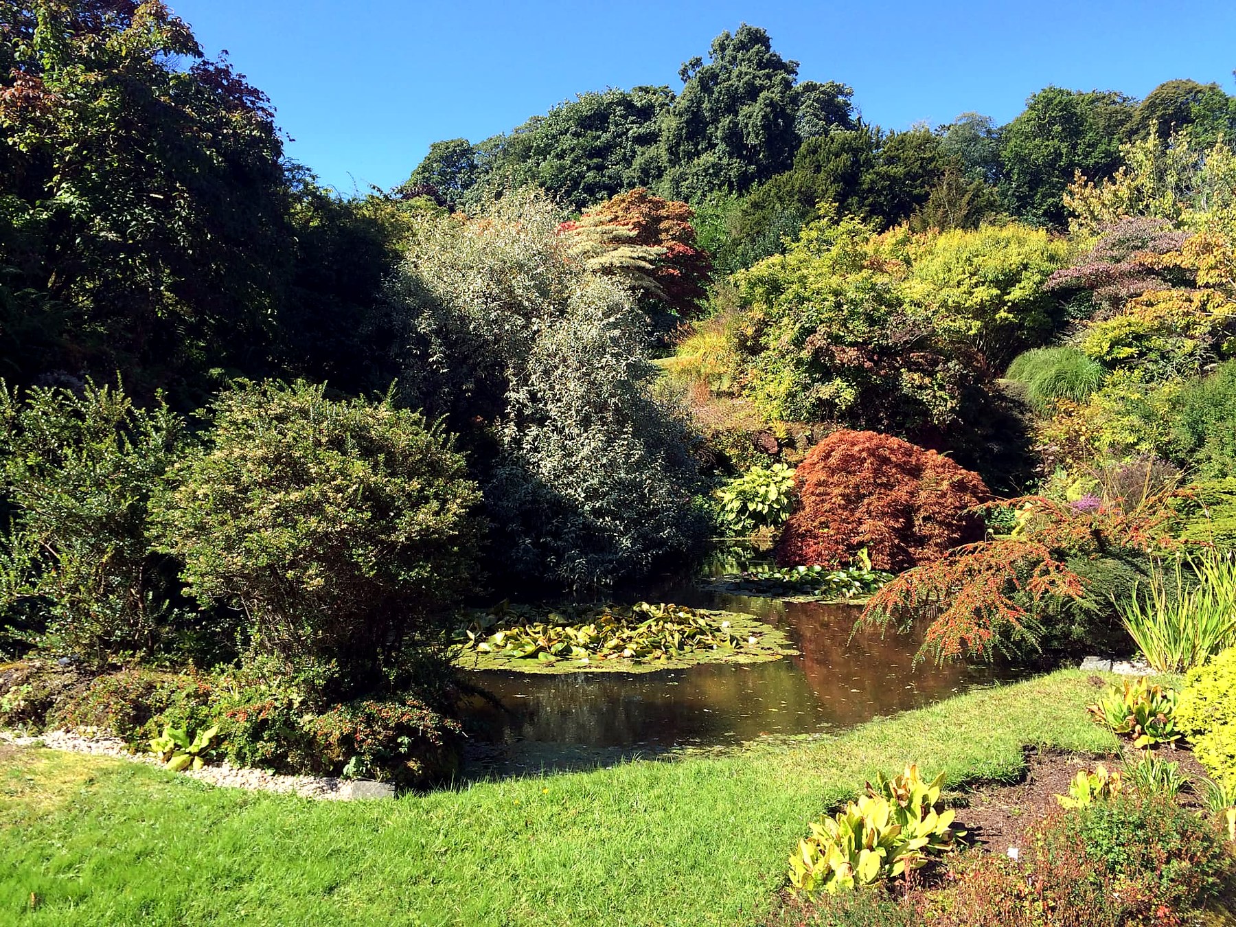 The Rock Garden pond at Mount Stuart, Isle of Bute, with water lilies and acers turning red in autumn