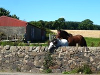 Horses-in-Kingarth